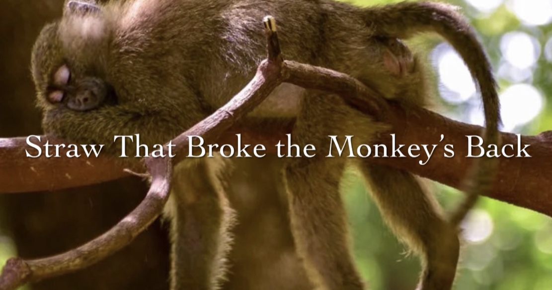 Straw That Broke the Monkey’s Back